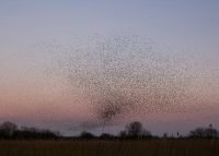 Starlings fill the sky in a huge murmuration. Shapwick Heath, 2018.